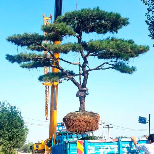 發(fā)貨現(xiàn)場