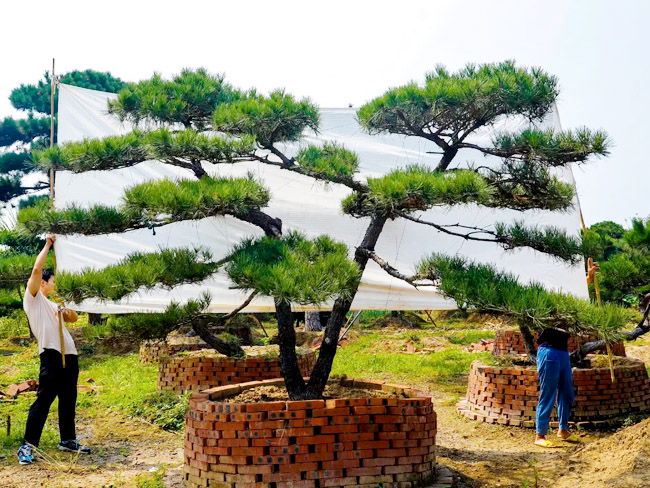 培育造型黑松的技巧有很多，你都知道有哪些？